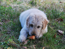 hond wortel