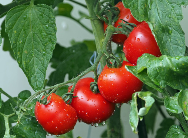 tomaten tros