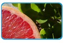 grapefruit_thb