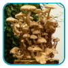 zelf_paddestoelen_kweken_thb