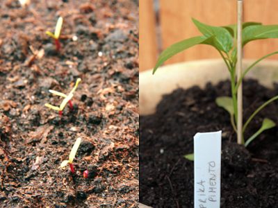 moestuinieren1