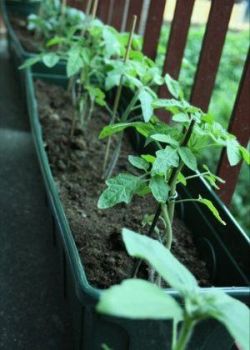 Tomaten