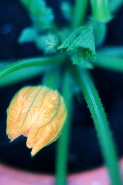 moestuinupdate3_courgette