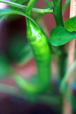 moestuinupdate3_gelepeper