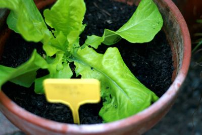 moestuinupdate3_sla
