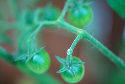 moestuinupdate3_tomaatjes