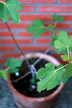 moestuinupdate3_vijg