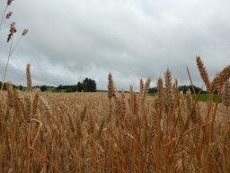 Zuid Limburg klein