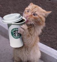 Koffie_en_kat