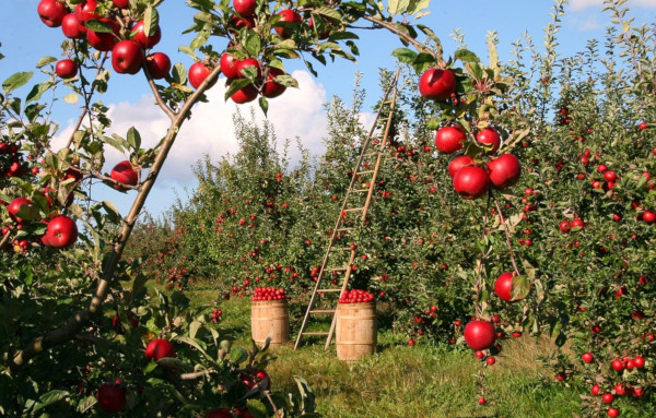 appels boomgaard