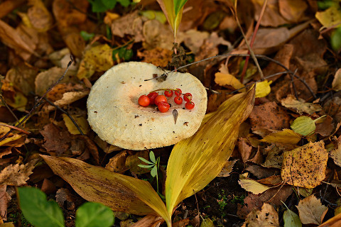 champignons besjes
