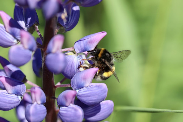 lupine hommel