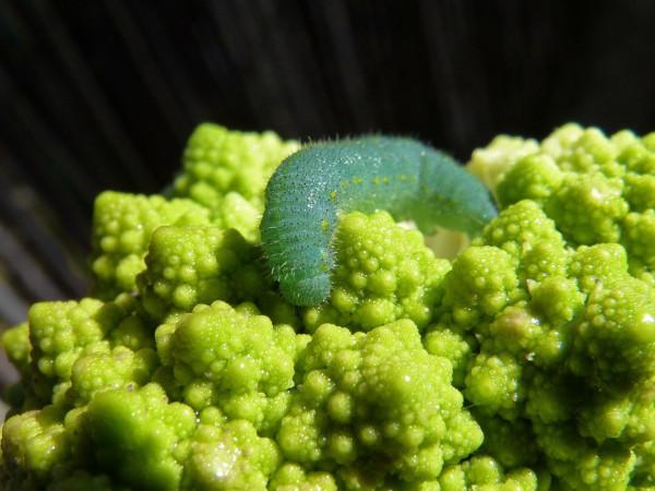 rups broccoli