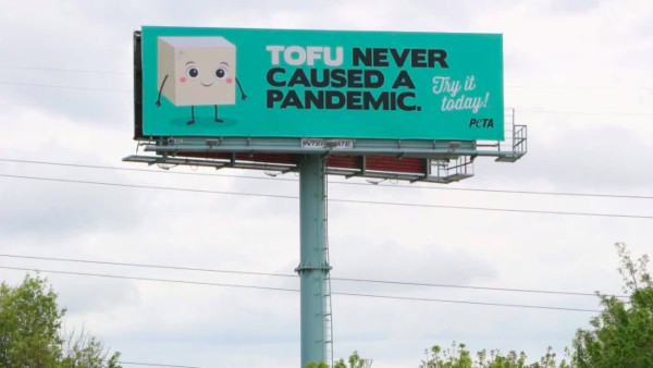 tofu pandemic