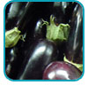 aubergine_thb