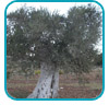 olijfolie palestina thb