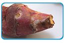 aardpeer_thb
