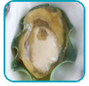 vegetarische oester thb