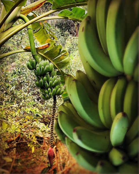 Bananen in het wild